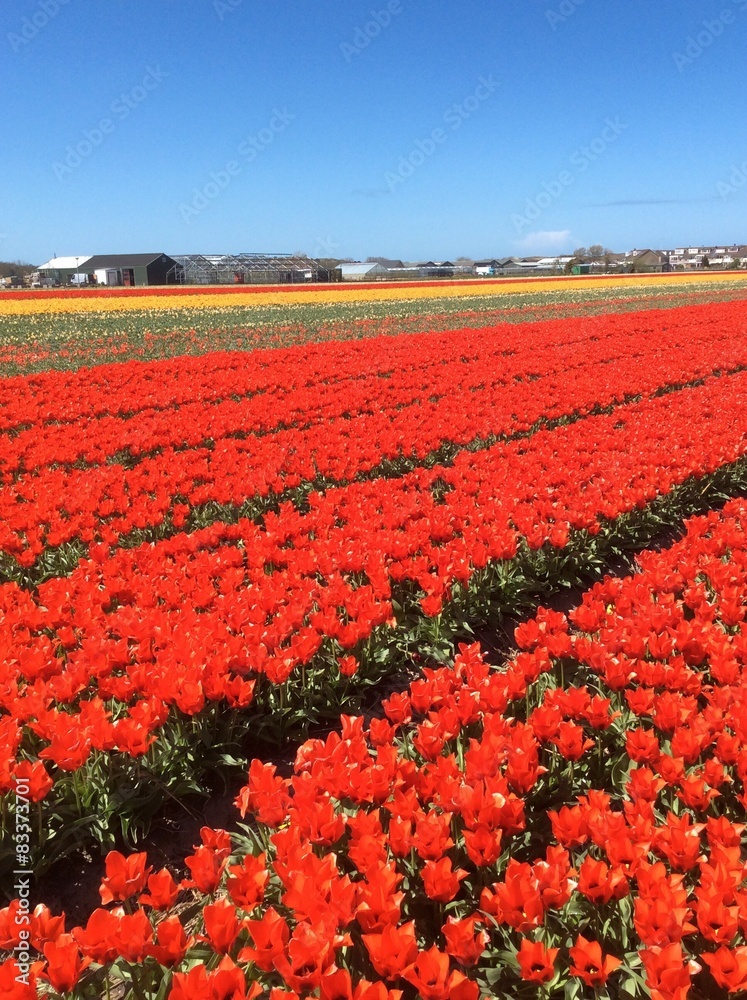 Red Tulip, Holland