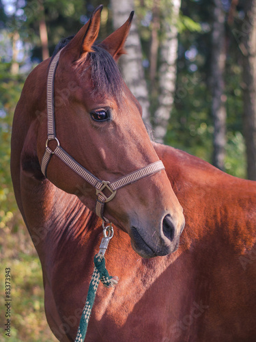 sorrel horse
