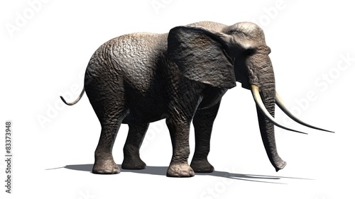 elephant - isolated on white background