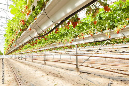 Foto culture de fraises sous serre