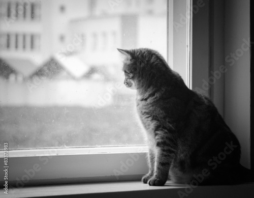 cat on window sill (black and white)