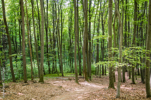 The road through the trees in the spring forest