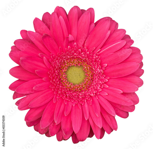 pink gerbera flower isolated on the white background