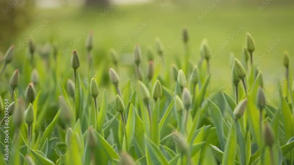 unopened tulips in city flowerbed springtime, prores hq footage unopened tulips in city flowerbed springtime, prores hq footage