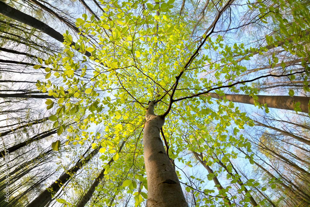 green beech tree in sunny forest - obrazy, fototapety, plakaty 