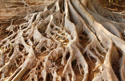 Old Moreton Bay Fig Tree Roots in Balboa Park