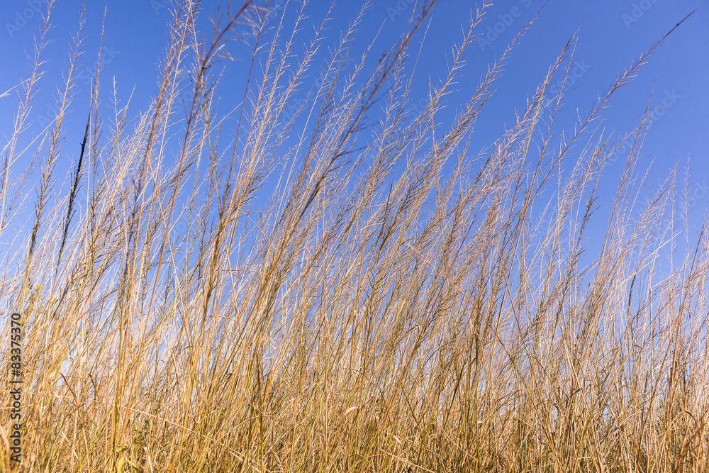 Fototapeta premium Grass Blue Landscape