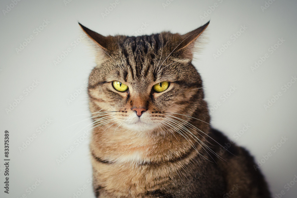 portrait of angry cat