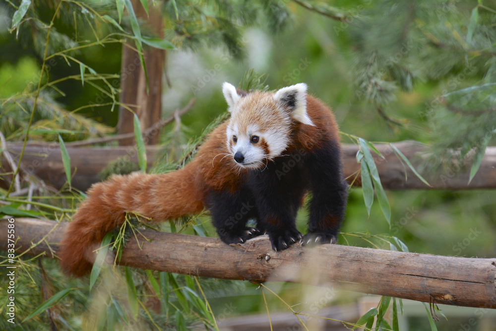 Fototapeta premium panda roux