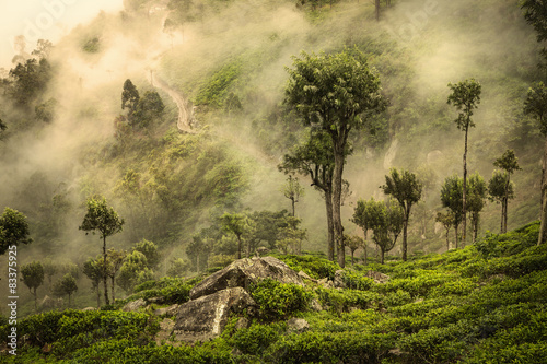 Horton's planes in Sri Lanka photo