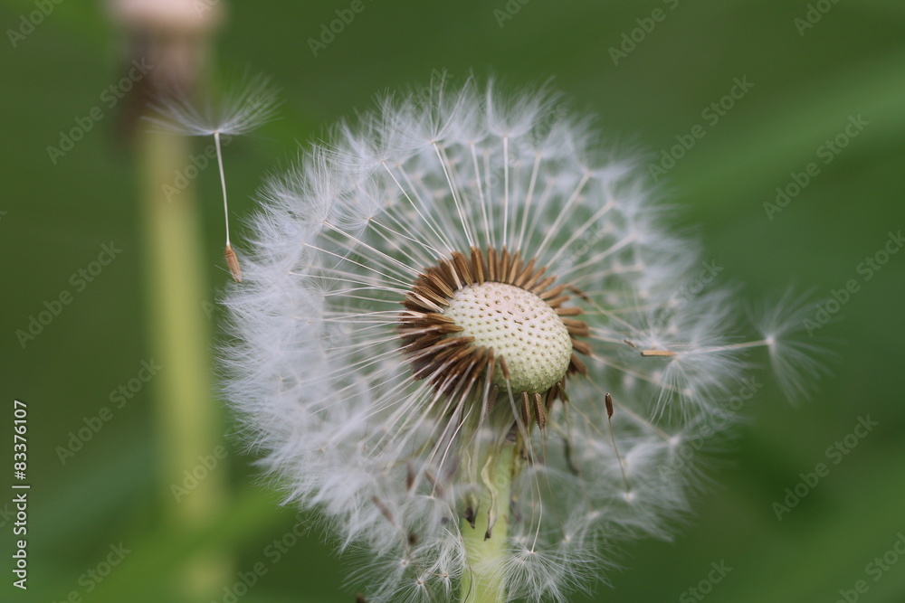 Pusteblume Pusteblume