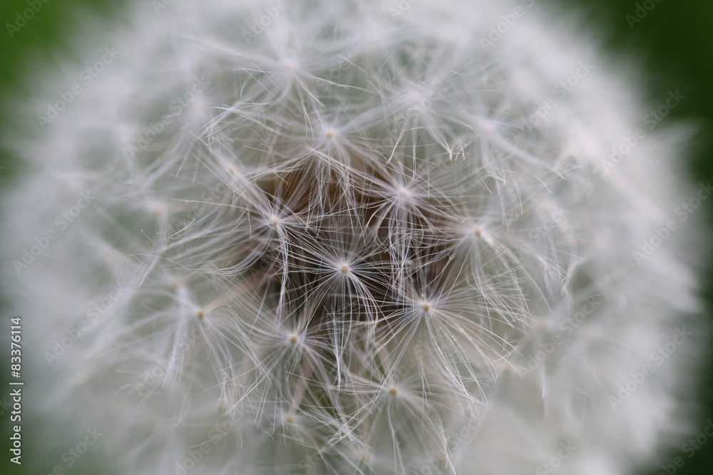 Fototapeta premium Pusteblume