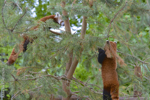 Fototapeta Naklejka Na Ścianę i Meble -  pandas roux dans un arbre