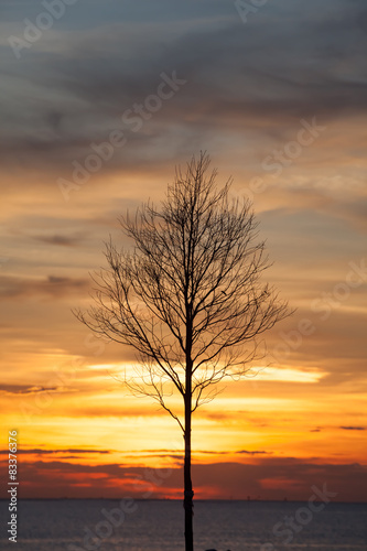 Die tree ing sunset background