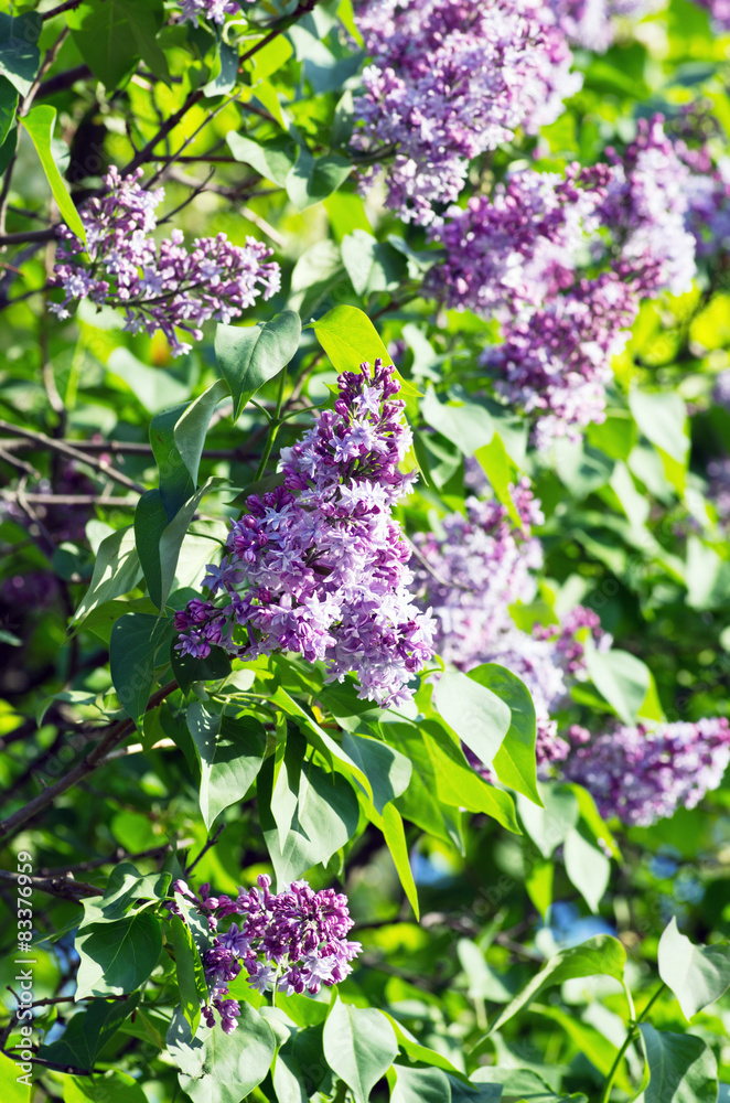 Branch of lilac flowers with the leaves