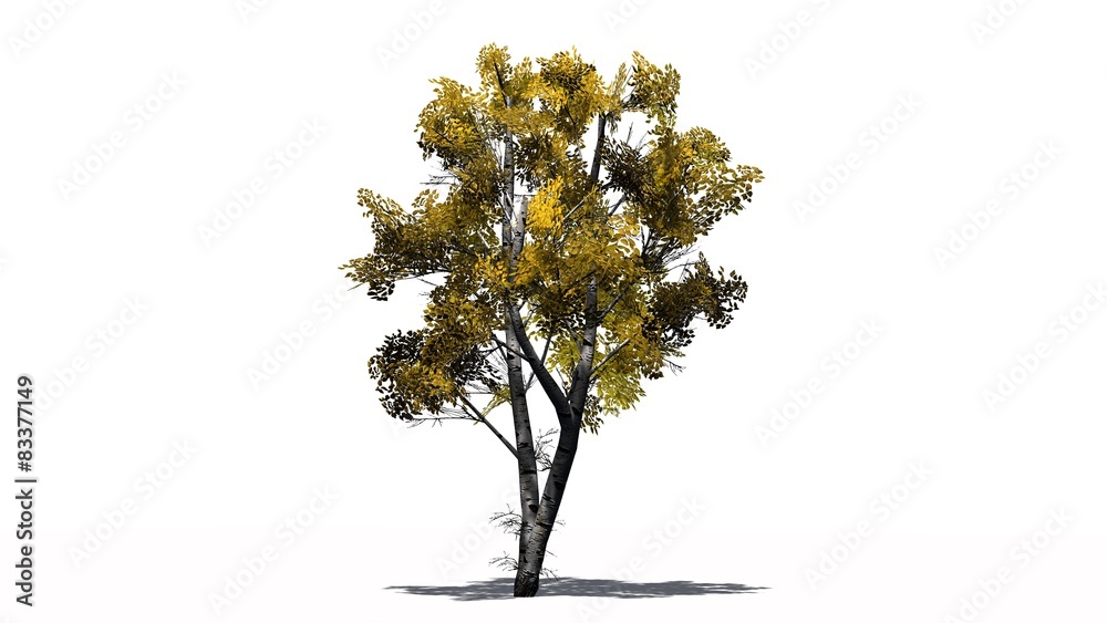 Obraz premium White Birch tree fall - isolated on white background