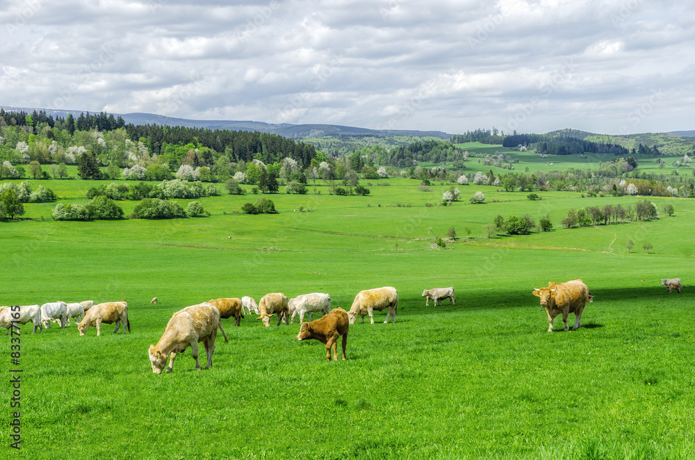 herd of cows grazing on a green meadow