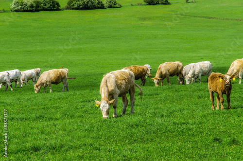 herd of cows grazing on a green meadow