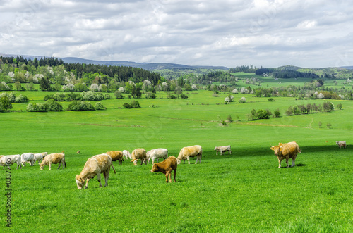 herd of cows grazing on a green meadow