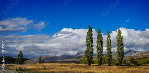 Poplars on a field near Lake Tekapo