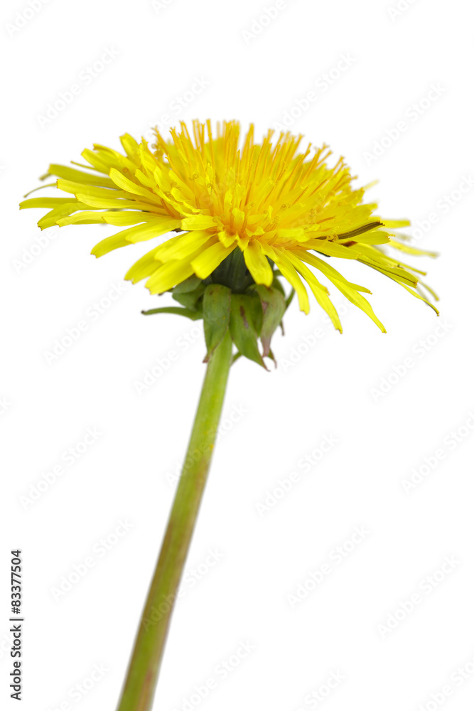 Naklejka premium Dandelion flower
