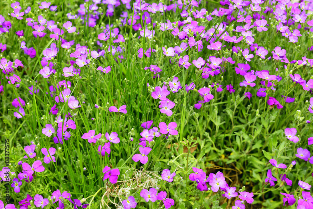 Fototapeta premium Aubrieta flowers