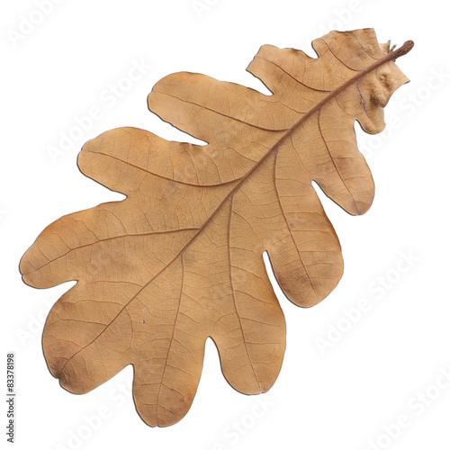 dry oak  leaf