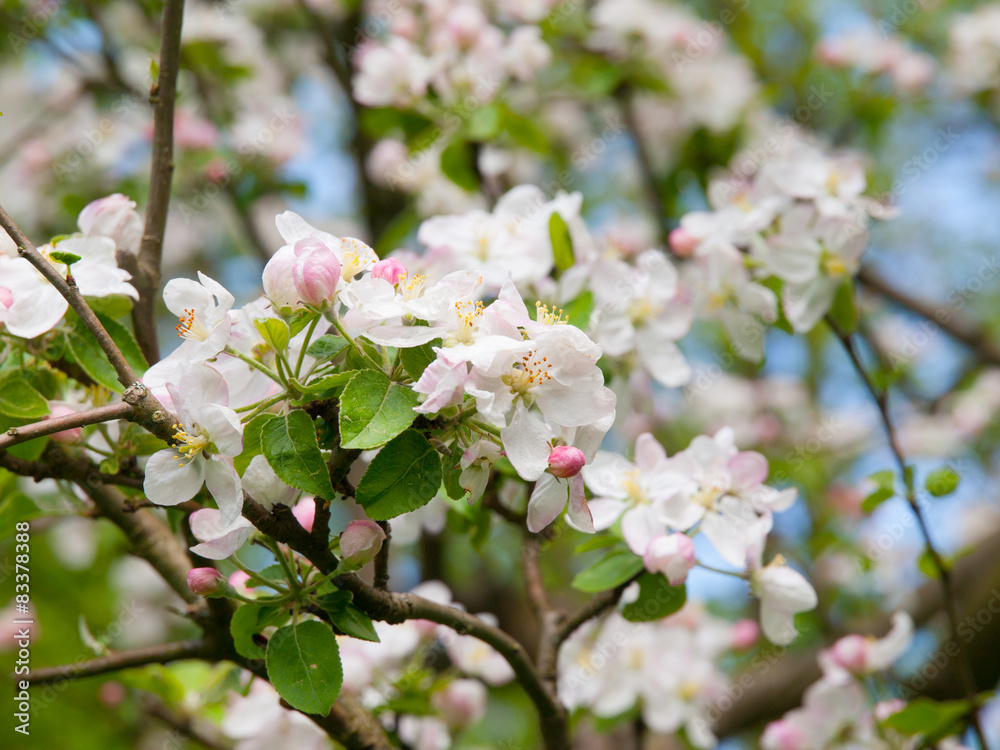 Cherry blossoms