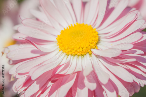 closeup bright pink summer flower