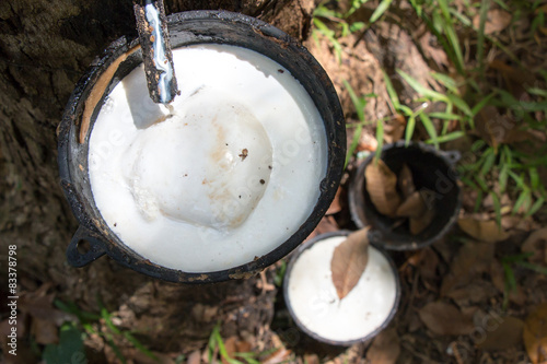 Latex flowing to a container at a rubber plantation in Thailand