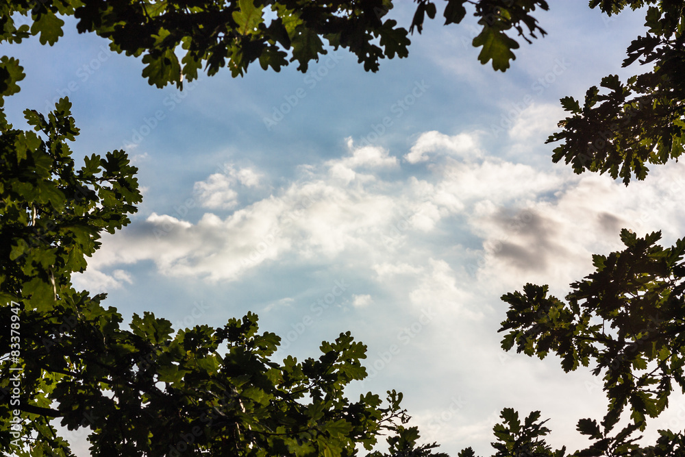 Wolken durchs Geäst Wolken durchs Geäst