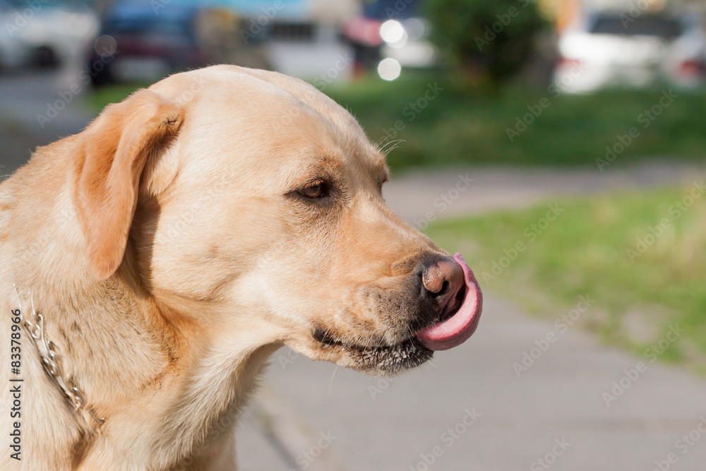yellow labrador lick himself muzzle yellow labrador lick himself muzzle
