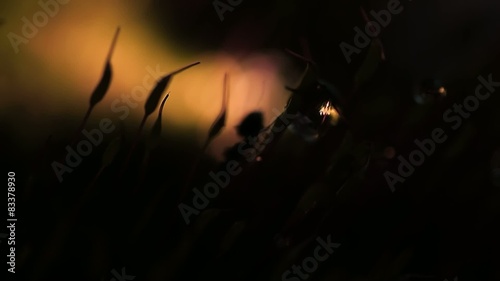 Силуэт муравья среди мха. photo