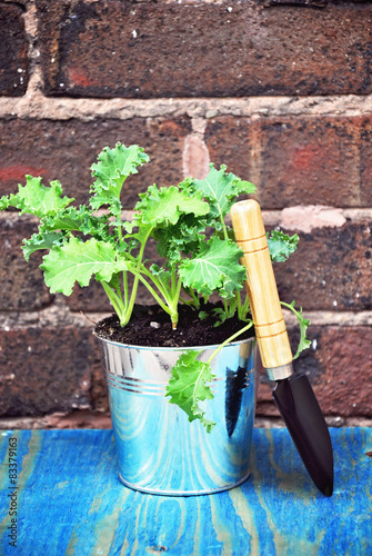 Kale in the pot. Vegetable garden