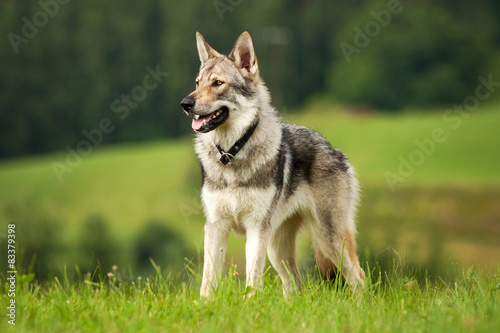 Wolfdog standing and loking on the green medow photo