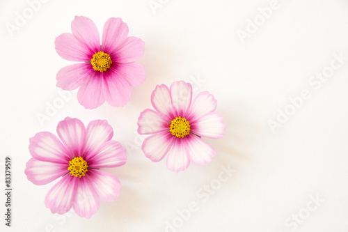 Cosmea