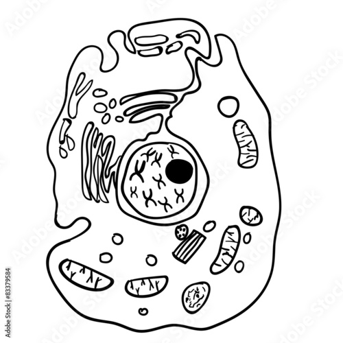 Paramecium of the phylum Ciliophora. Vector 3