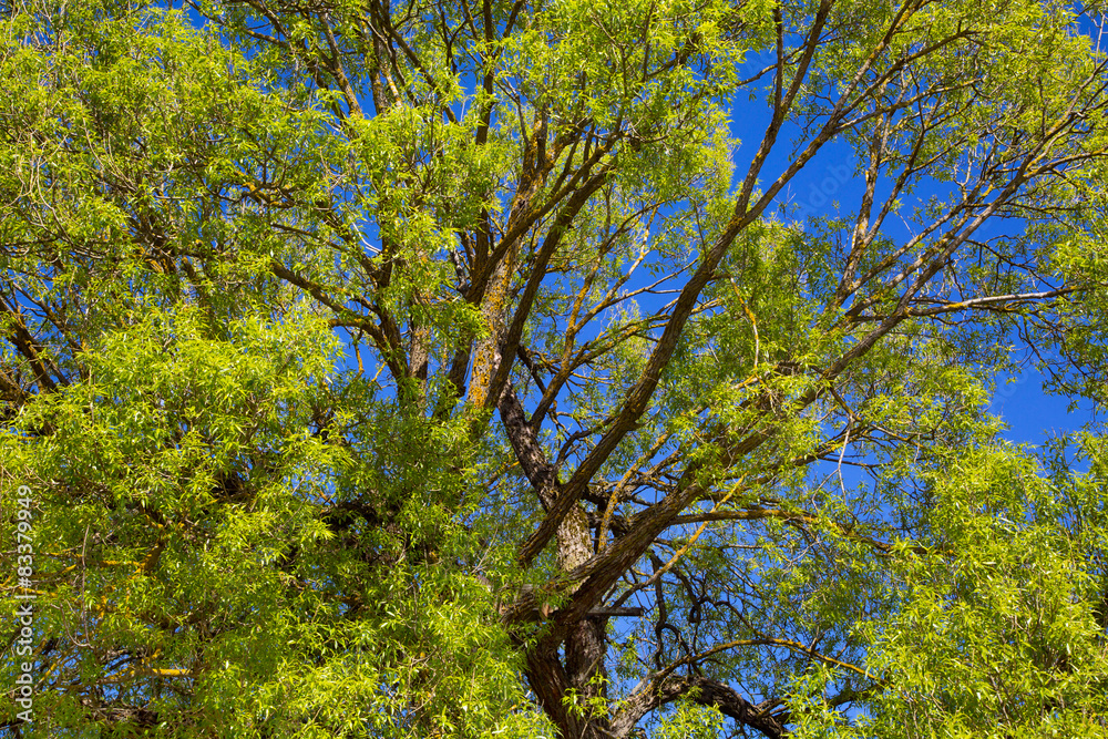 Fototapeta premium willow tree