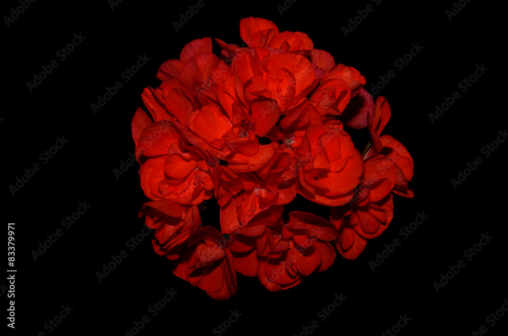 Geranium flower on a black background Geranium flower on a black background