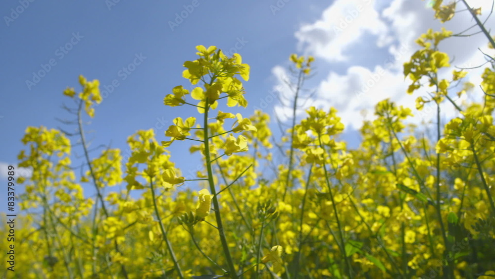 Beautiful Canola Field on a Sunny Day 