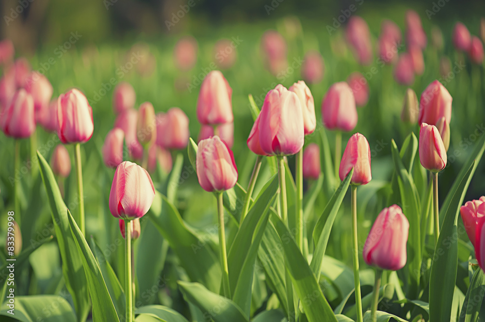Pink beautiful tulips Pink beautiful tulips