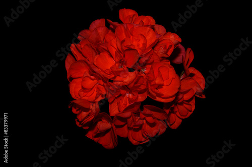 Fototapeta Naklejka Na Ścianę i Meble -  Geranium flower on a black background