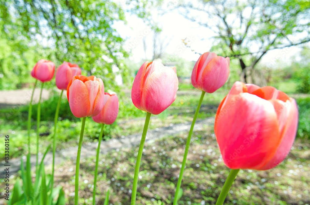 Obraz premium Beautiful tulips