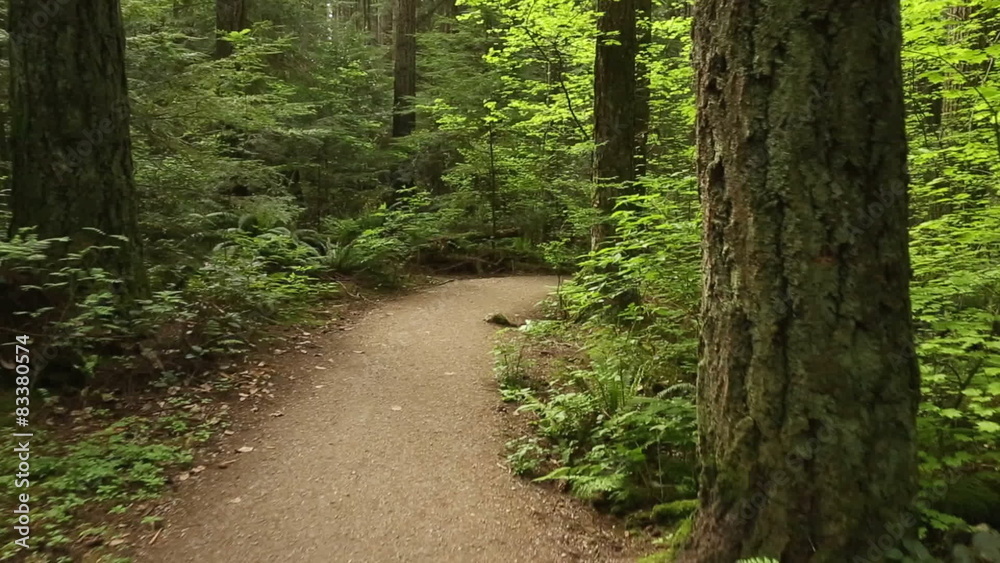 Pacific Spirit Park Trail, Vancouver. A forest path through the woods in Pacific Spirit Park. Vancouver, British Columbia, Canada.