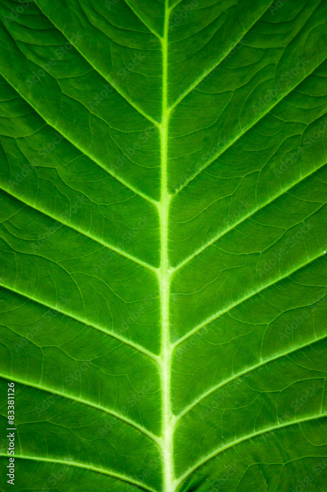 Grünes Blatt Grünes Blatt