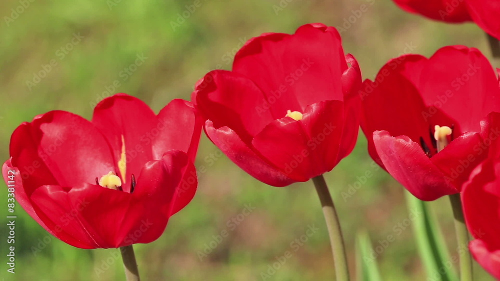 large flowers of red tulips swaying in the wind large flowers of red tulips swaying in the wind