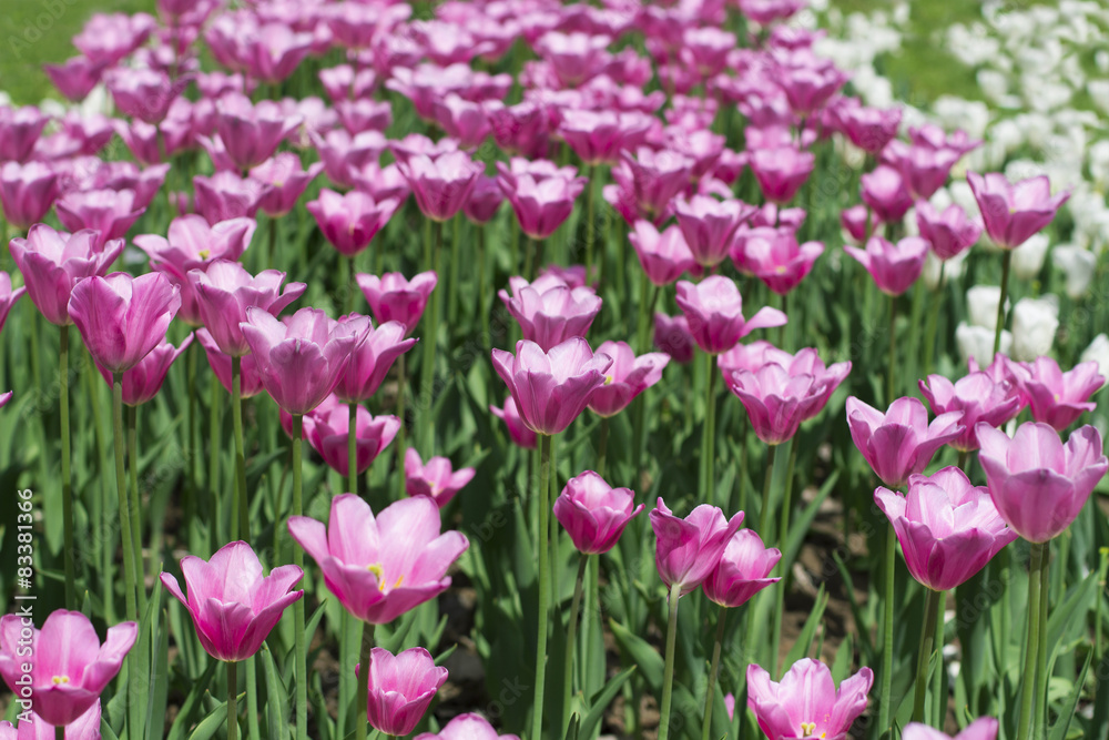 Field of pink tulips