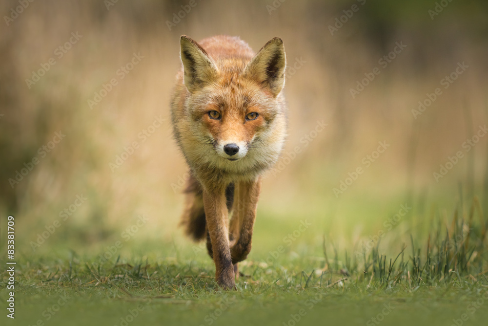 Wild red fox - obrazy, fototapety, plakaty 