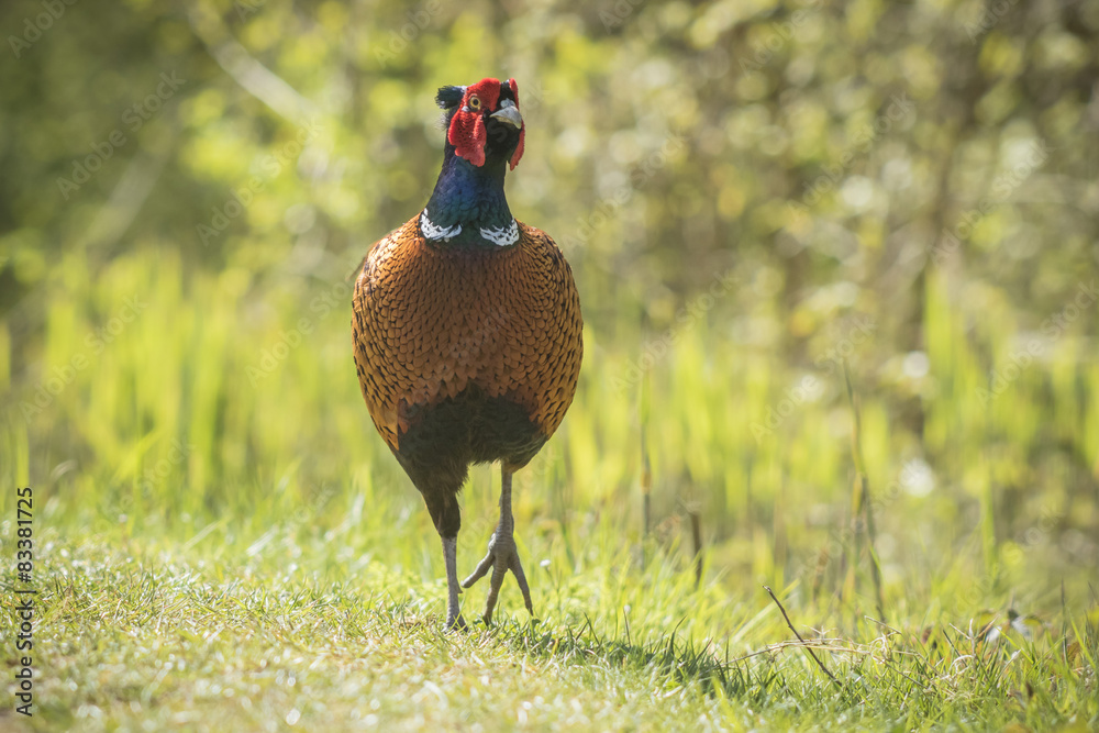Fototapeta premium Male Pheasant stepping