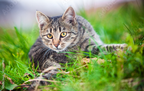 Young cat on grass © Anna Łotowska